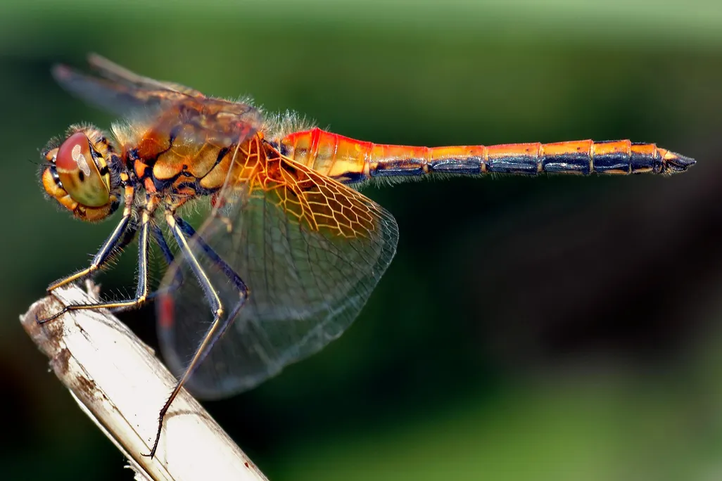 This image shows an about 1.6 inch (4 cm) large male Yellow-winged Darter (Sympetrum flaveolum) from the side