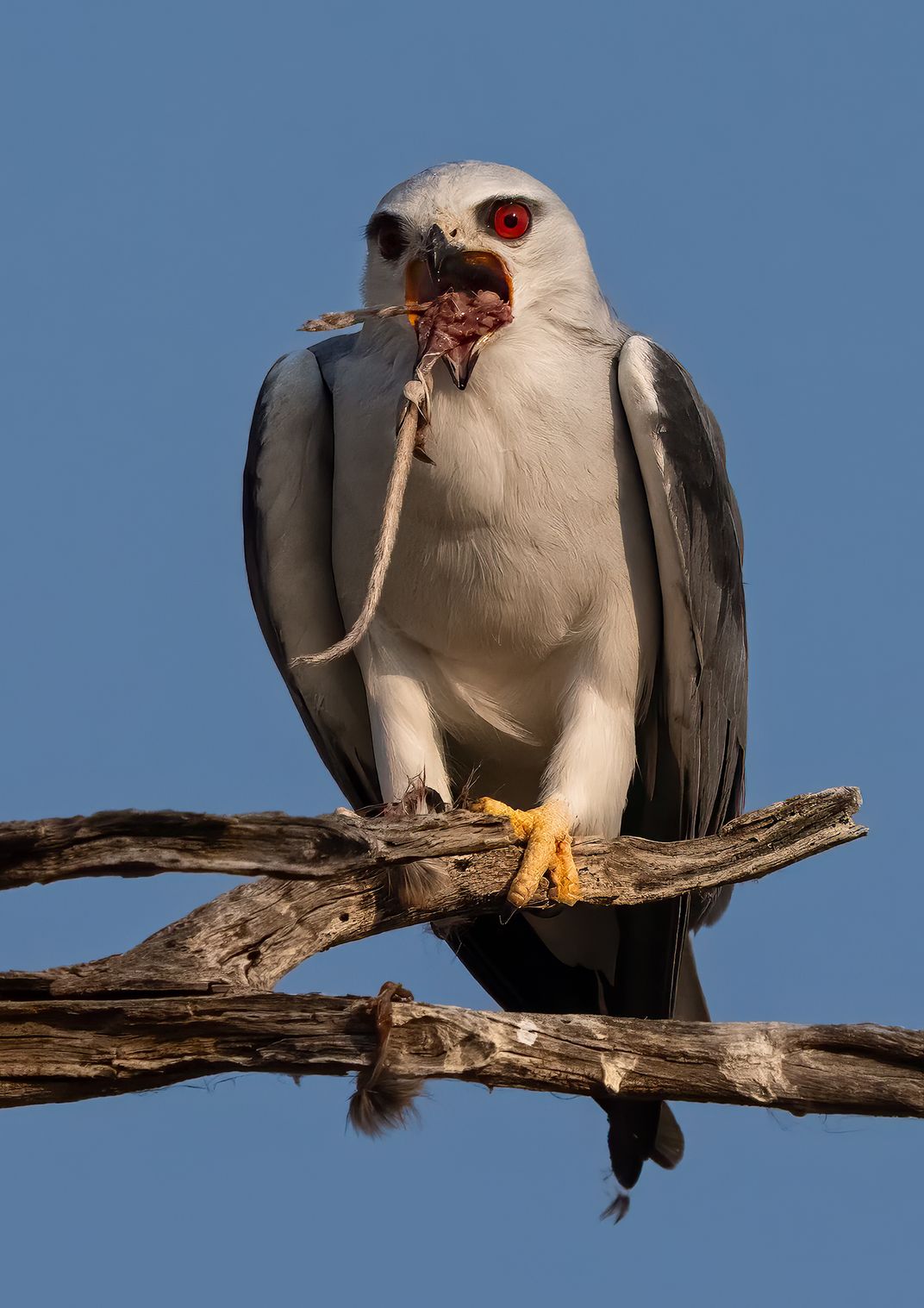 Kite BS eating mouse tail | Smithsonian Photo Contest | Smithsonian ...