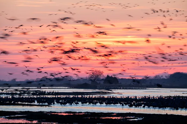 Sandhill Cranes on the Platte River thumbnail