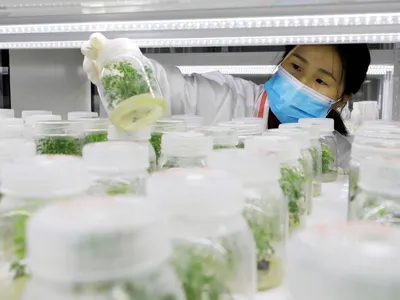 A researcher looks at Artemisia annua seedlings. The plant contains malaria-fighting compounds.