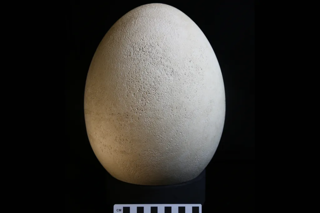 elephant egg