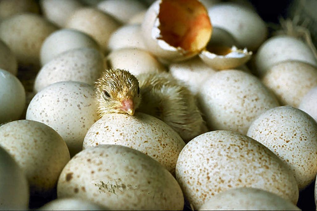 Chick Hatching