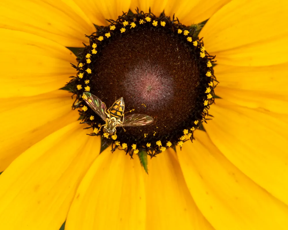 Hoverfly feeding on the nectar of a black-eyed Susan.