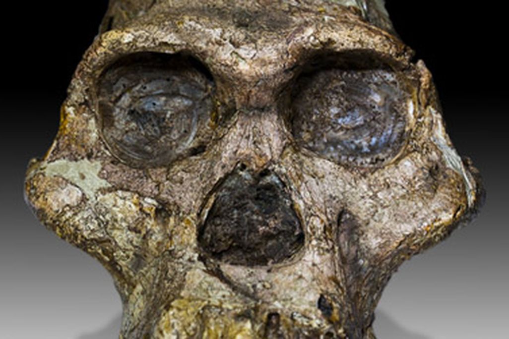 You don’t have to go to South Africa to see Mrs. Ples, an Australopithecus africanus fossil.