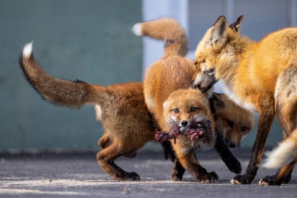 Hungry fox kits thumbnail