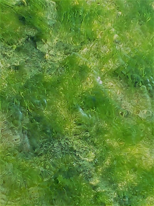 ulva algae found in sea shore thumbnail