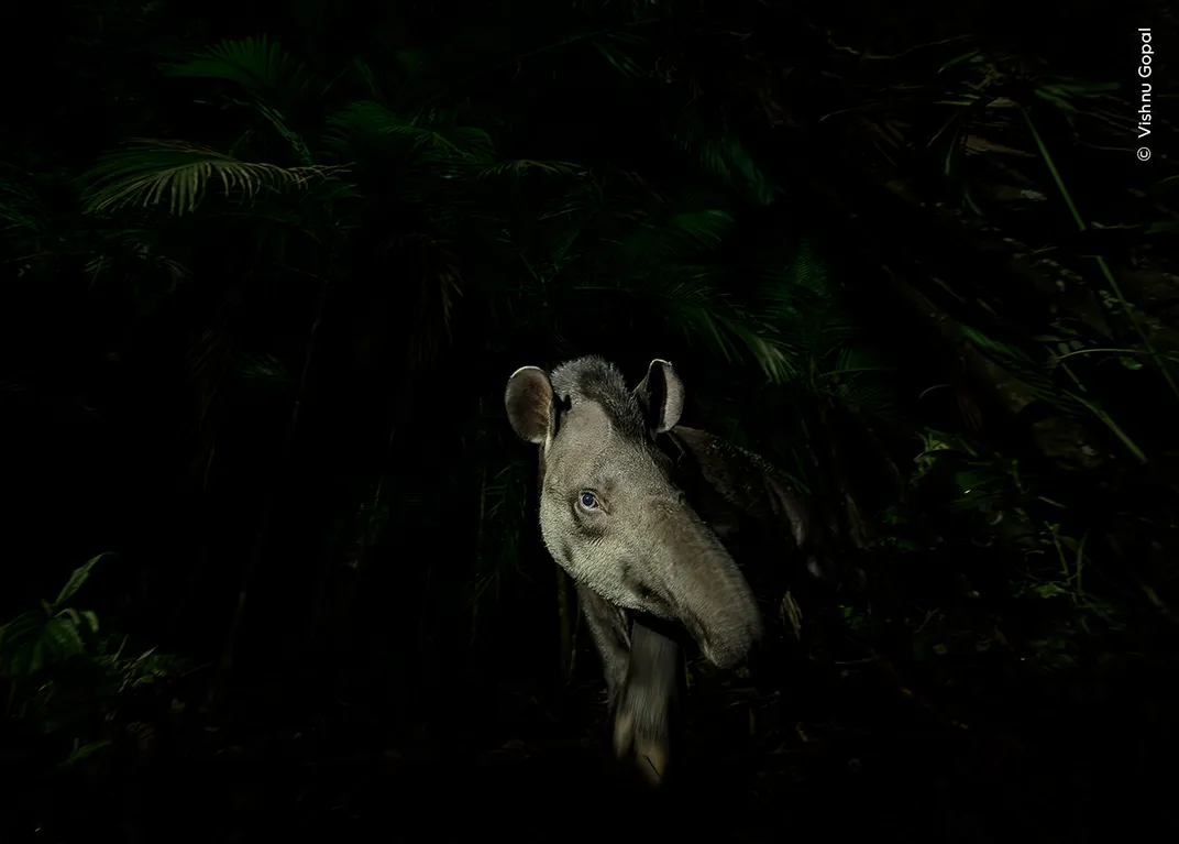 a tapir with a long nose trunk appears out of the darkness, its face illuminated in profile