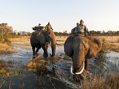 Abu Camp elephants