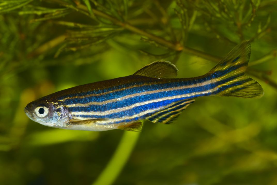A single blue zebrafish in front of some green plants.