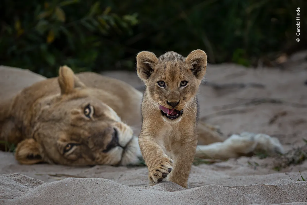 A lion cub walks toward the camera, making eye contact, with its mother lying on her side, looking on from behind