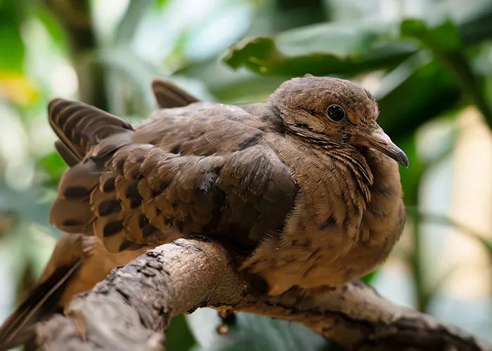 a brown dove sits on a branch