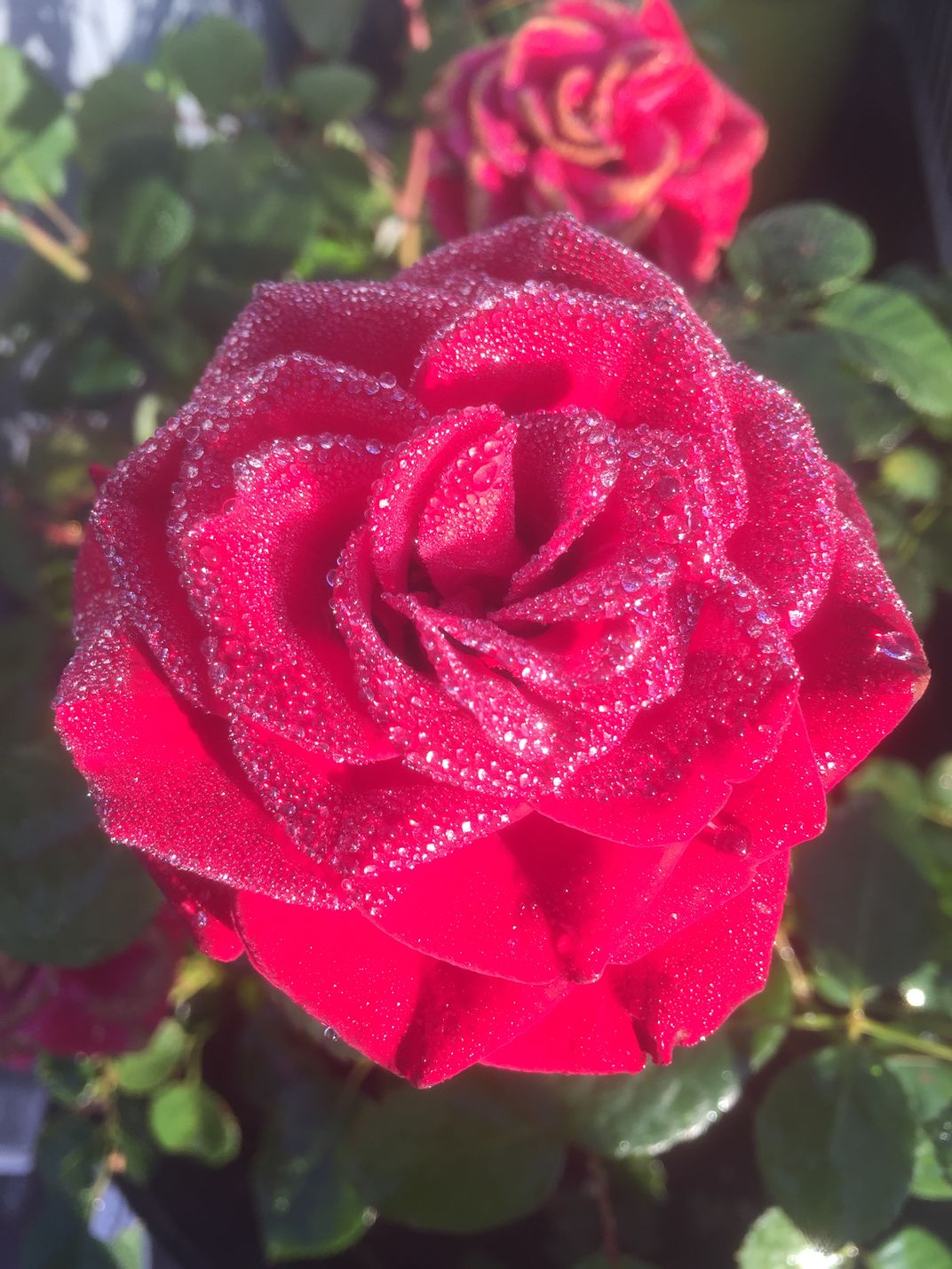 Dawn Dew On Morning Rose | Smithsonian Photo Contest | Smithsonian Magazine