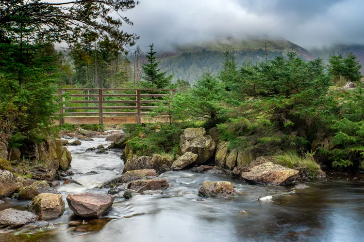 Misty forest bridge