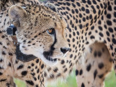 A cheetah at Erindi Private Game Reserve in Namibia