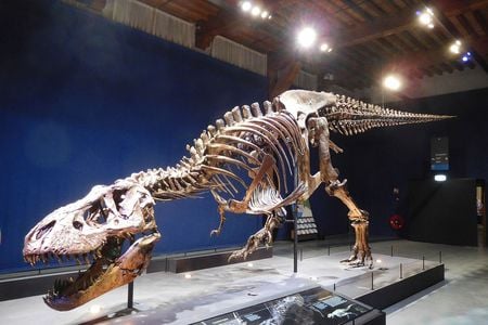 To calculate how the tail propelled the T. rex, the researchers scanned and modeled an adult T. rex specimen at the Naturalis Biodiversity Center in Leiden known as "Trix," pictured here. 

