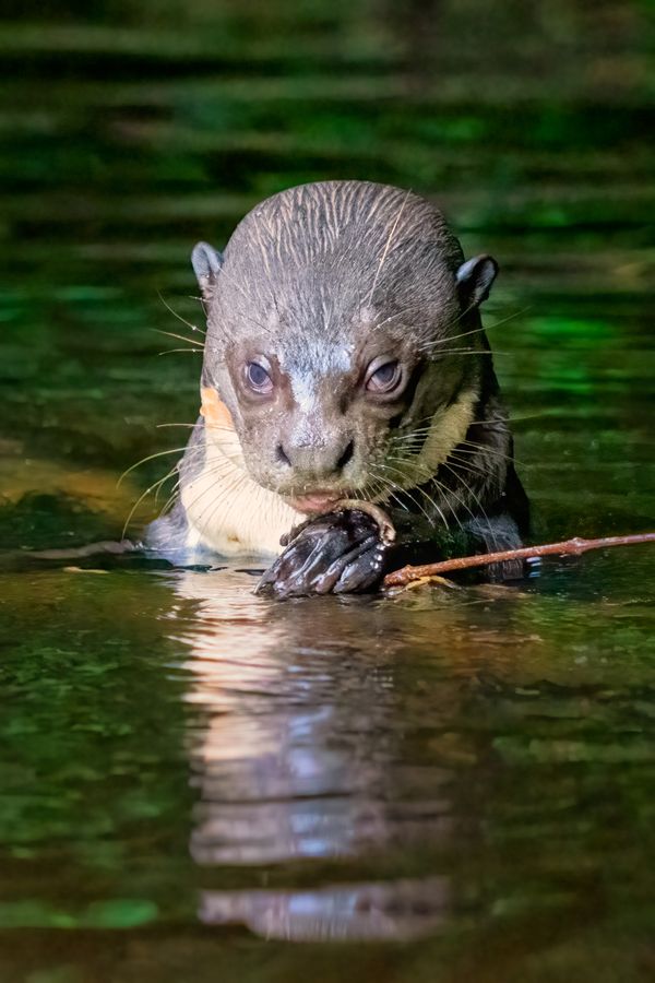 Giant river otter, Ecuadorian Amazon thumbnail