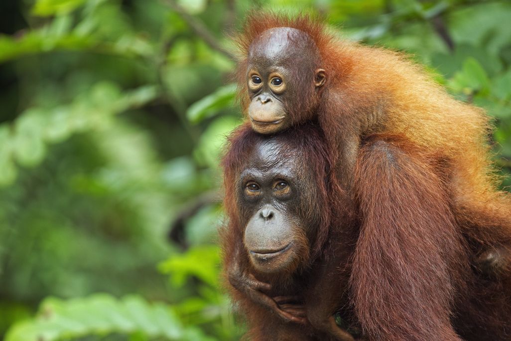 A female Bornean orangutan with shaggy red hair carrying her son on her back