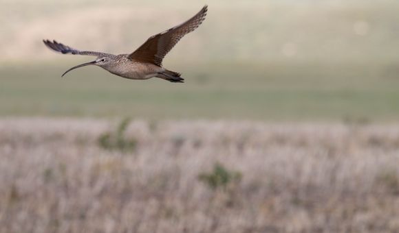 Long-billed curlews are the largest shorebirds in North America, but they are only found along coasts during the winter. They spend their summers breeding in the grasslands of Montana.
