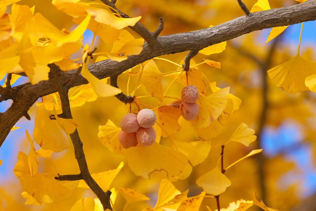 gingko