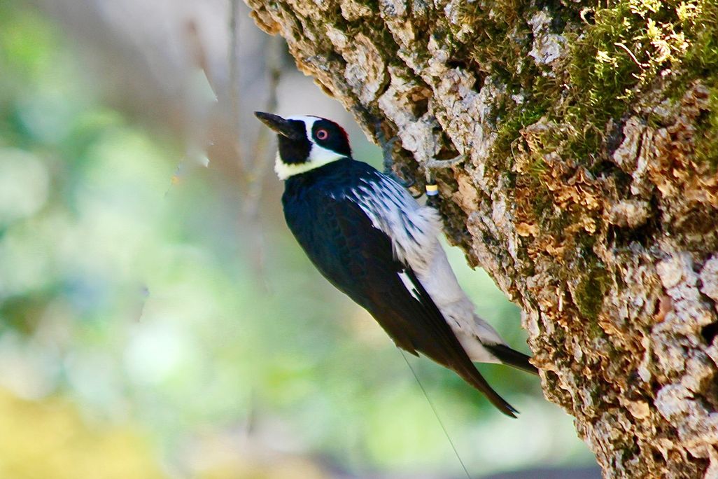 acorn woodpecker