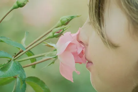 What do roses smell like?