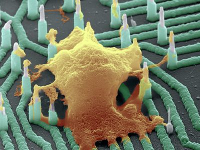 A colorized scanning electron microscope image of a neuron (orange) interfaced with the nanowire array.