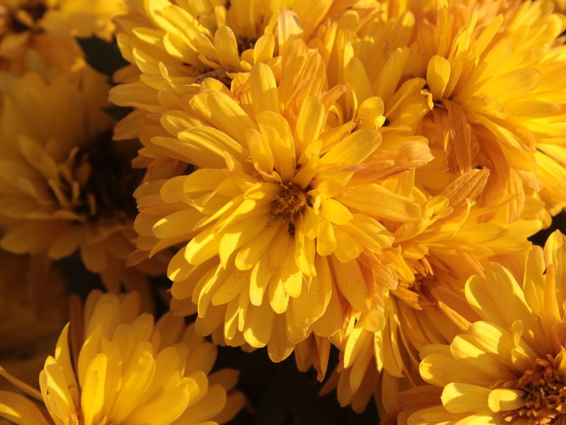 Yellow Marigold | Smithsonian Photo Contest | Smithsonian Magazine