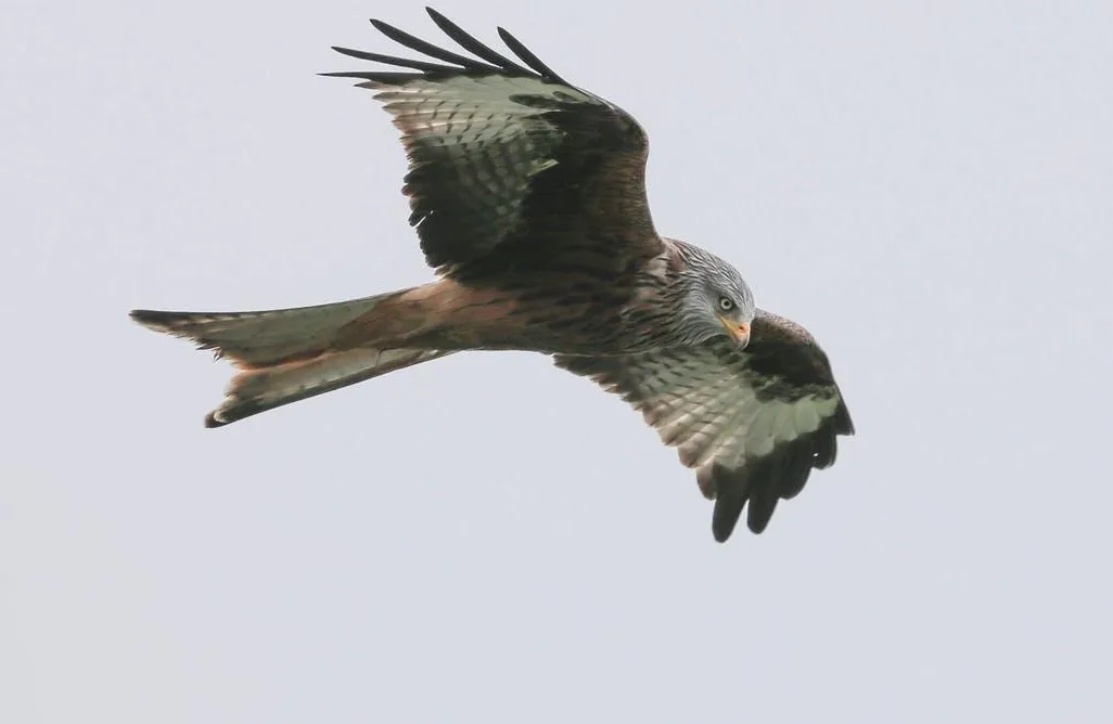 kites and falcons
