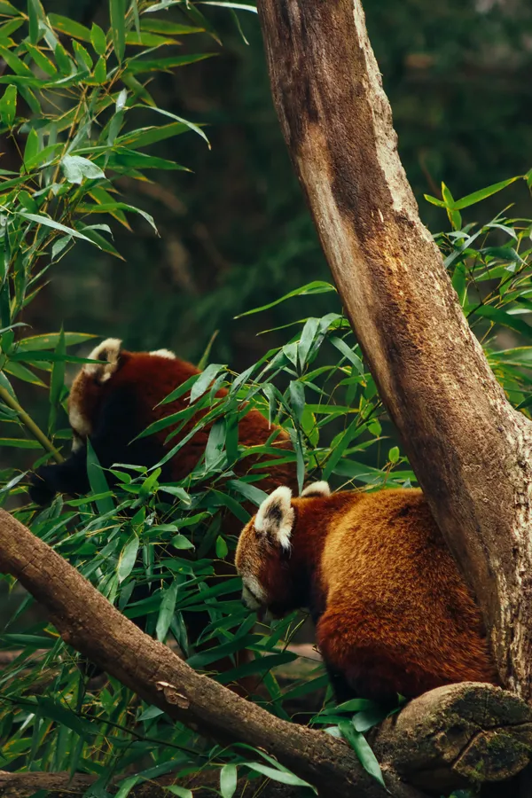 The Guardians of the Green thumbnail