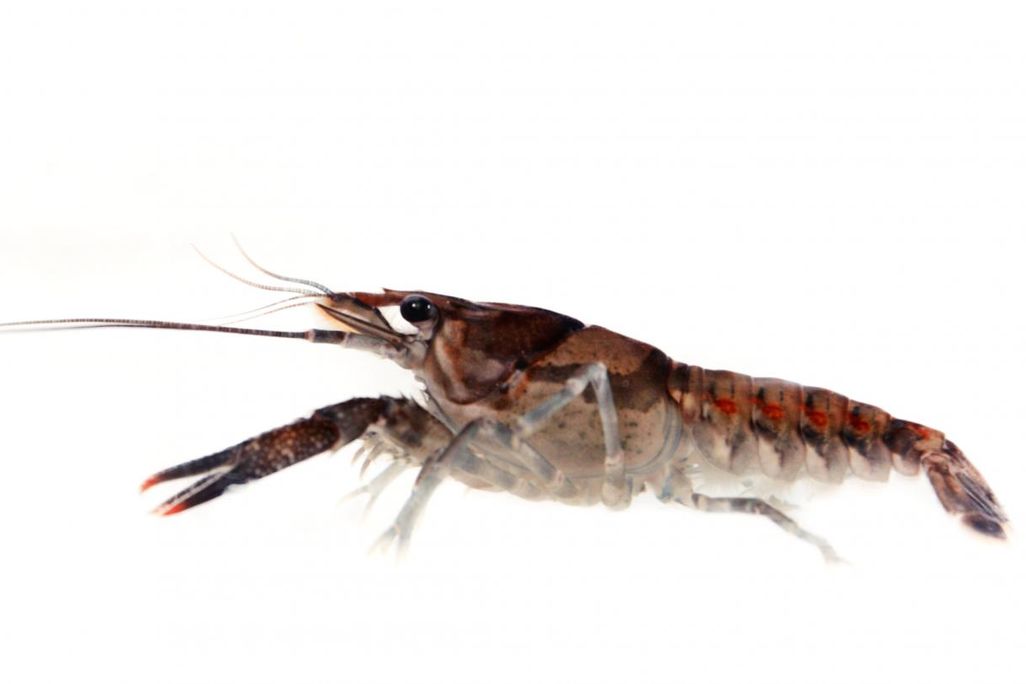 A close up of a crayfish against a white background