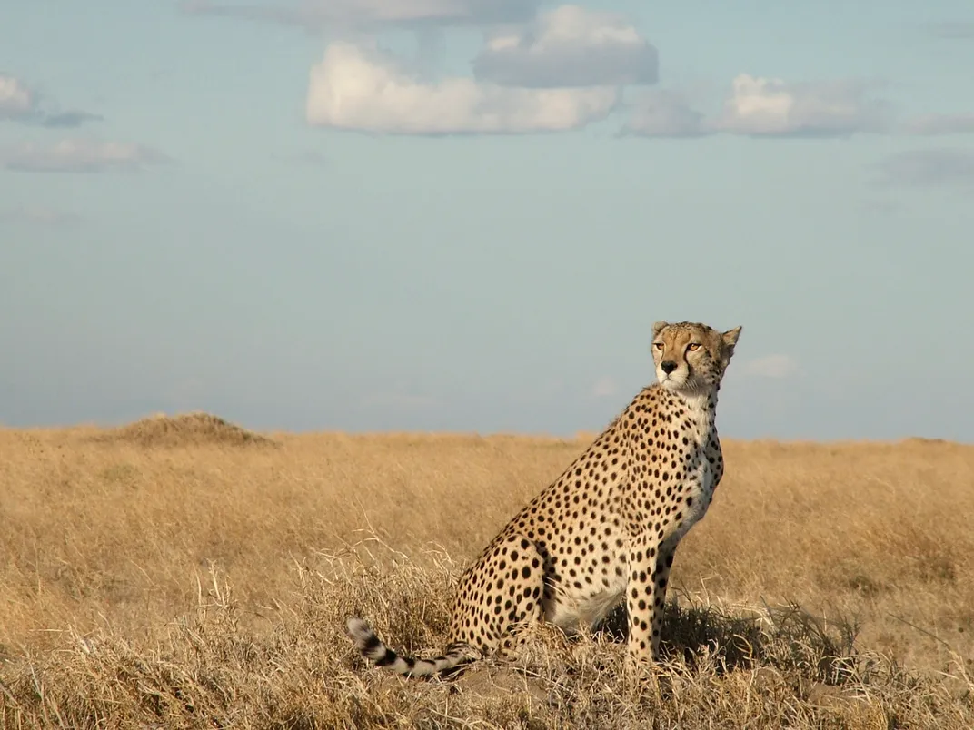 A lone cheetah looks out over the savanna. Credit: David Schachter