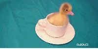 CUDDLES our GOOSE in her TEA CUP thumbnail