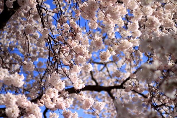 Cherry blossoms in DC. thumbnail