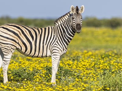 Some zebras in Africa have been known to live on the high slopes of Mount Kenya, and others have been able to migrate to warmer climates when the temperature drops. (Pictured: A zebra stands in a field of yellow flowers in Namibia.)