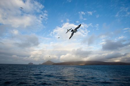 Calmer seas in this 2015 picture of an albatross flying toward Campbell Island.