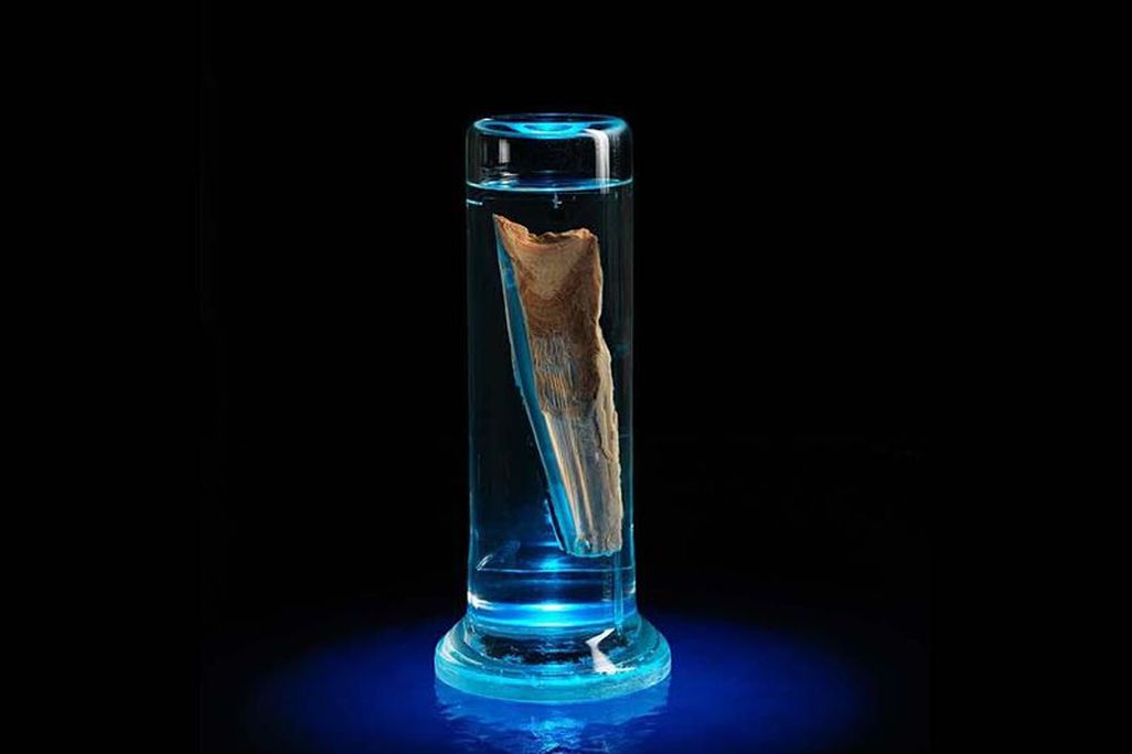 Whale Ear Wax