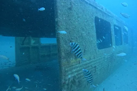 Divers saw nine species of game fish and soft coral starting to grow on the submerged cars last month.