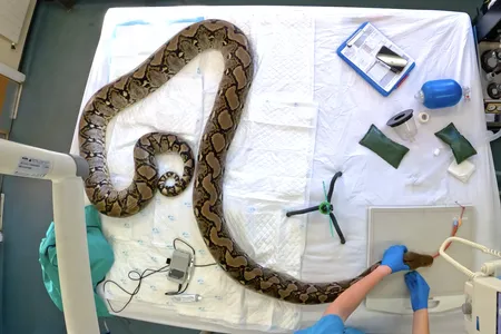 The team combined two operating tables to hold the snake's lengthy 110-pound body.
