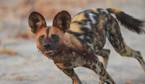One on one with an African wild dog thumbnail