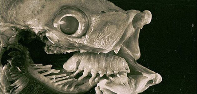 Cymothoa exigua