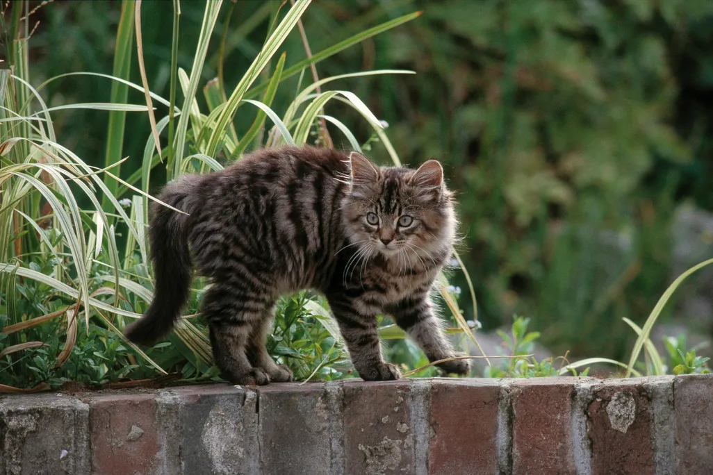 kitten