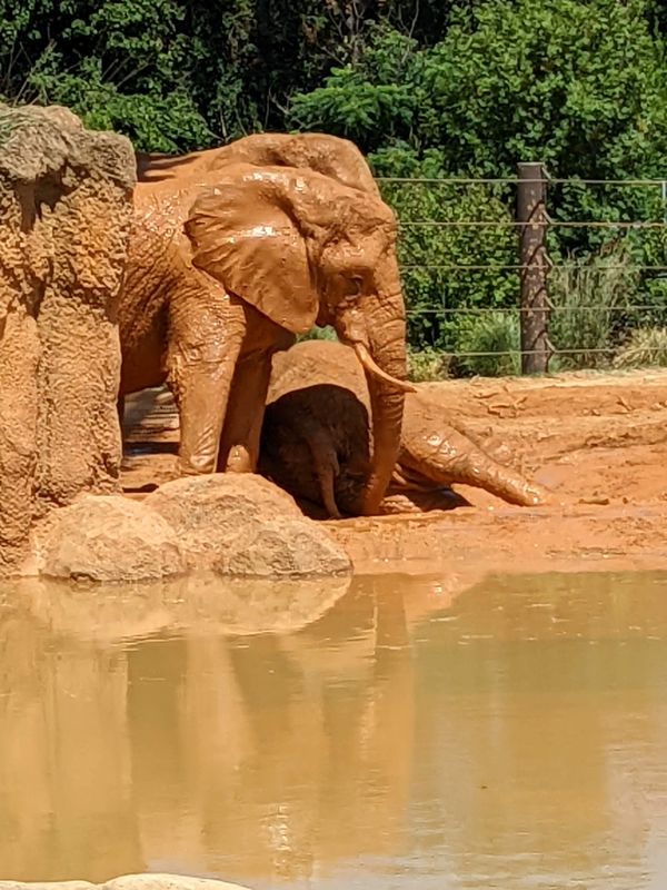 Elephants mud bath thumbnail