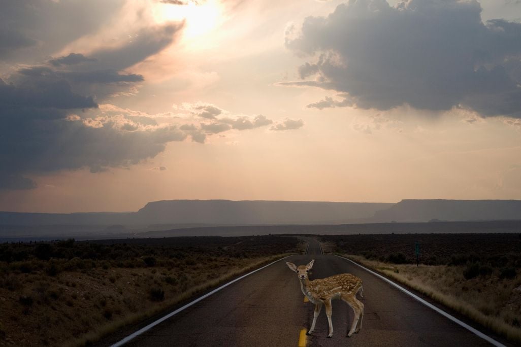 deer-in-road.jpg