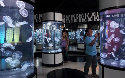 "The Jellies Experience" is at the Monterey Bay Aquarium through September 2014