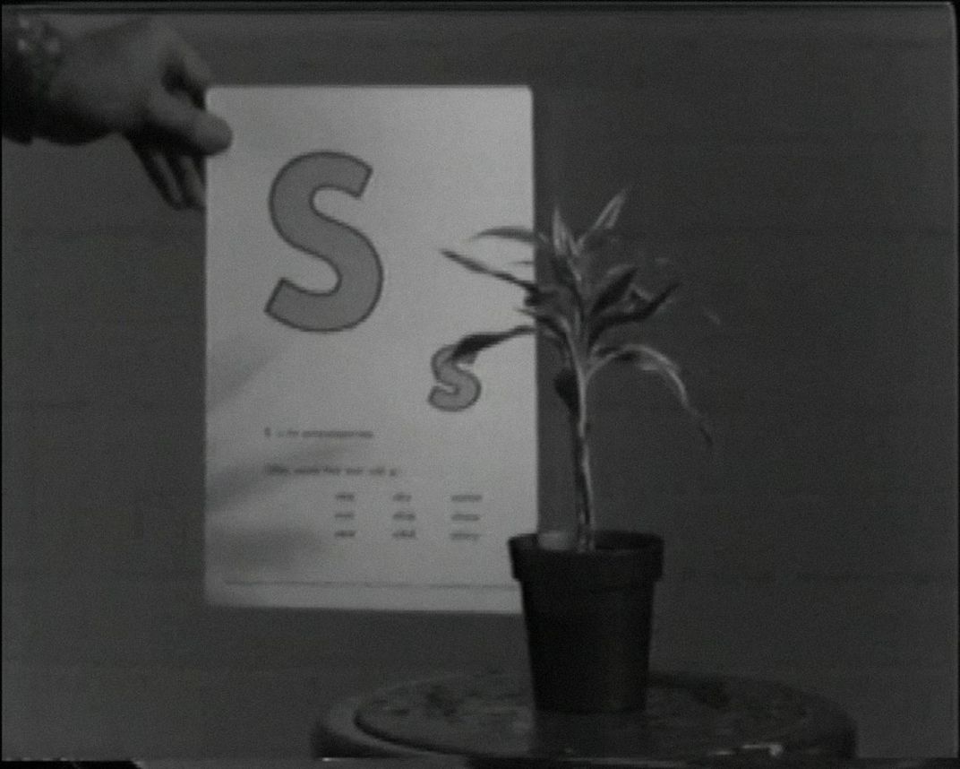 A photo of a plant with the letter "S" behind it on a piece of paper.