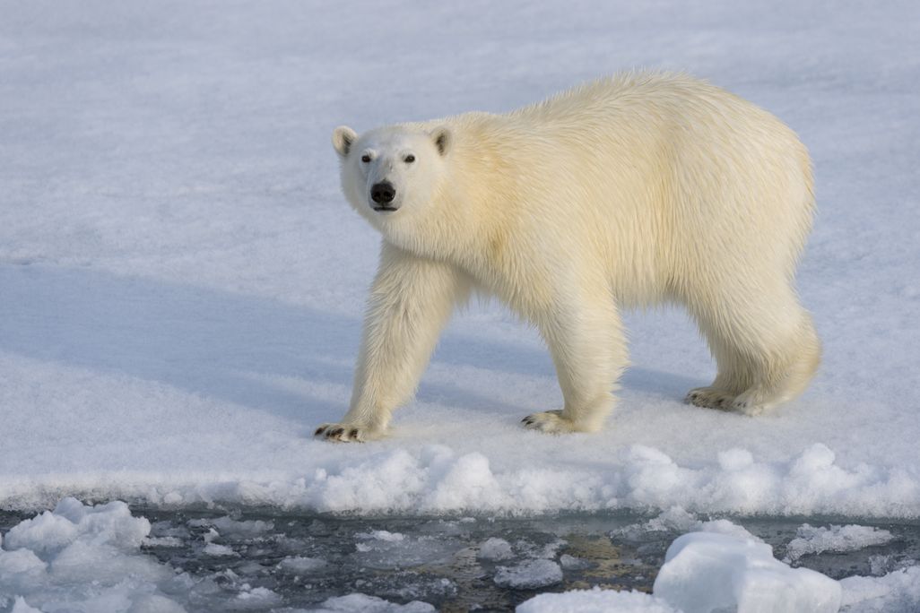 Polar bear standing on ice