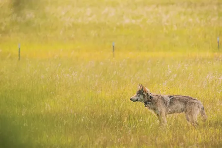 A young male in Lassen County, California, wears a collar that transmits his location. He was in a litter of four pups born in the area in 2019.