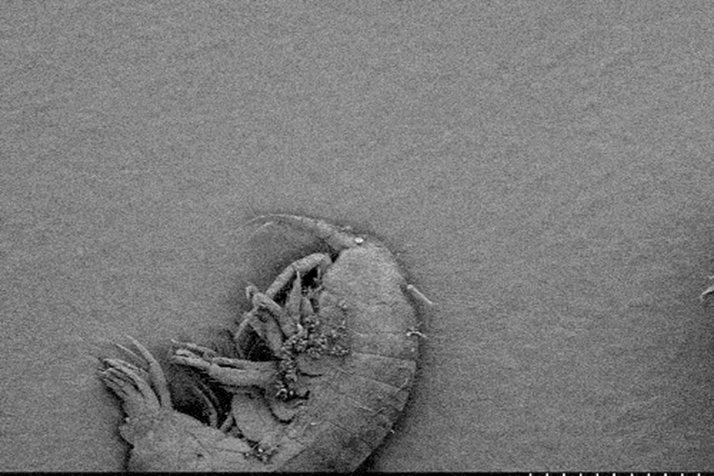 2012082210500708_22_2012_fractal-life.gif