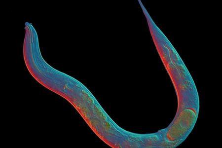 Diploscapter pachys hasn't had sex for 18 million years, and is doing just fine