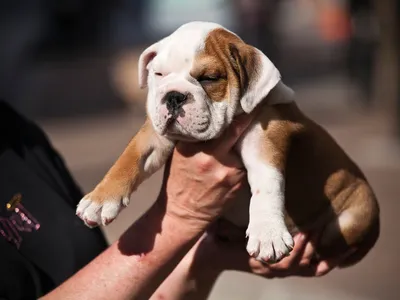 English Bulldogs illustrate the dramatic turn dog evolution has taken at the hands of humans.